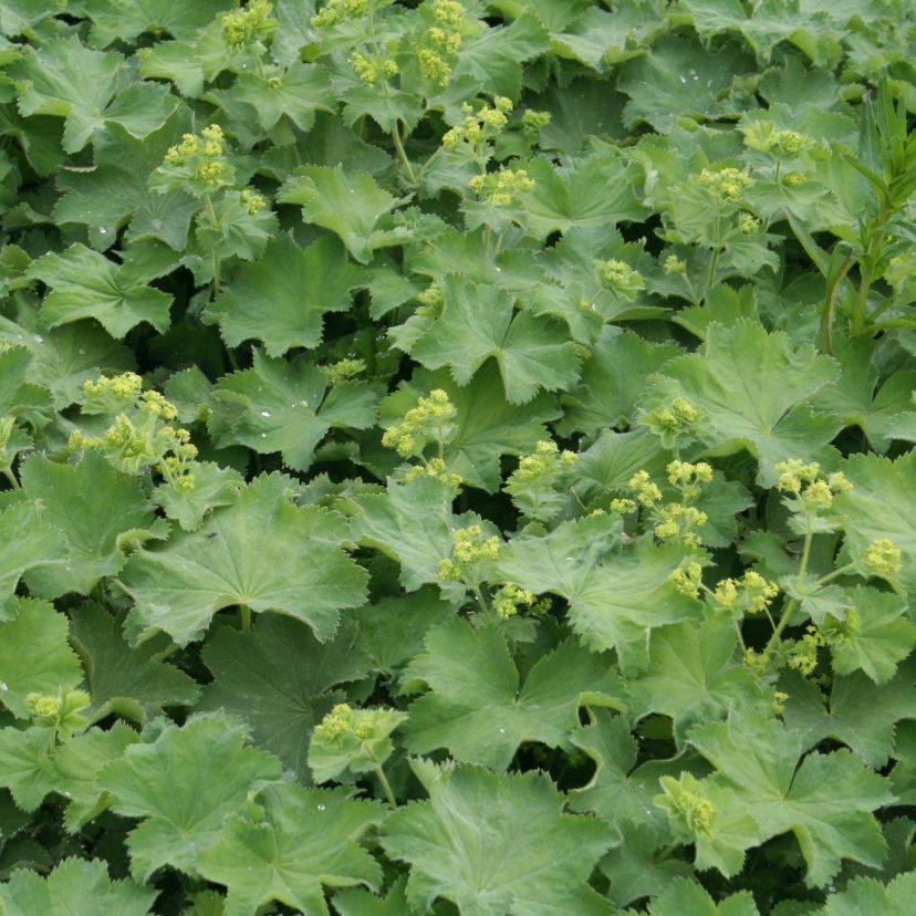 Alchemilla mollis 'Thriller'