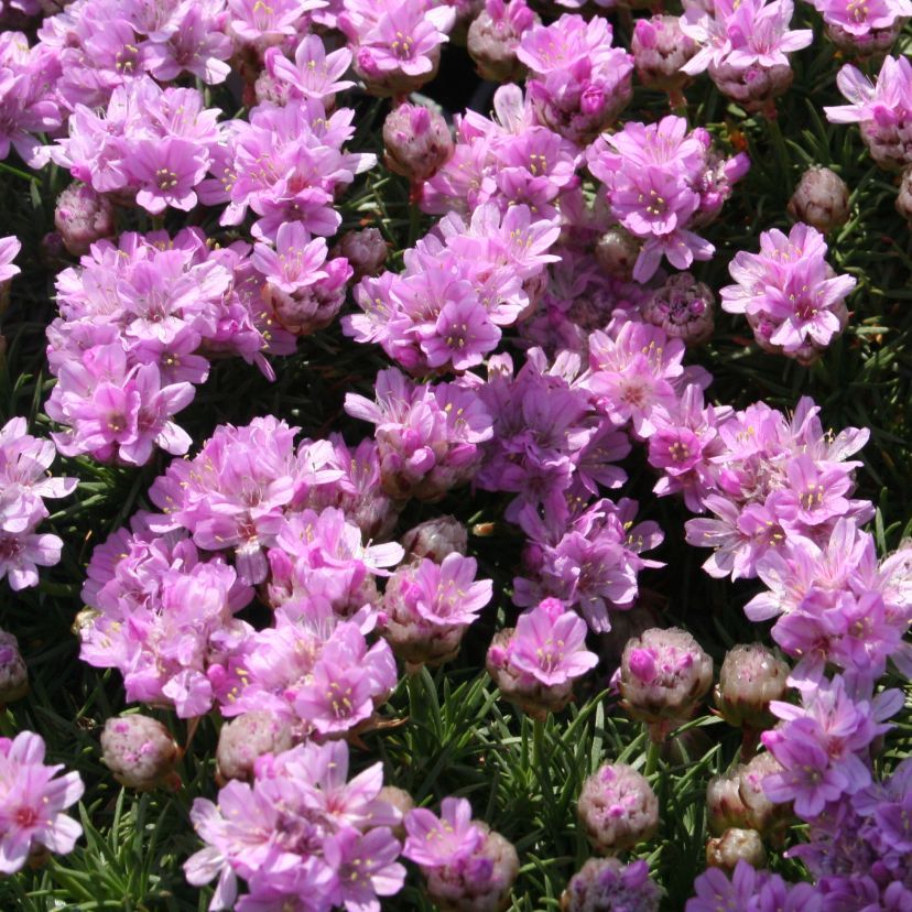 Armeria juniperifolia 'Brno'