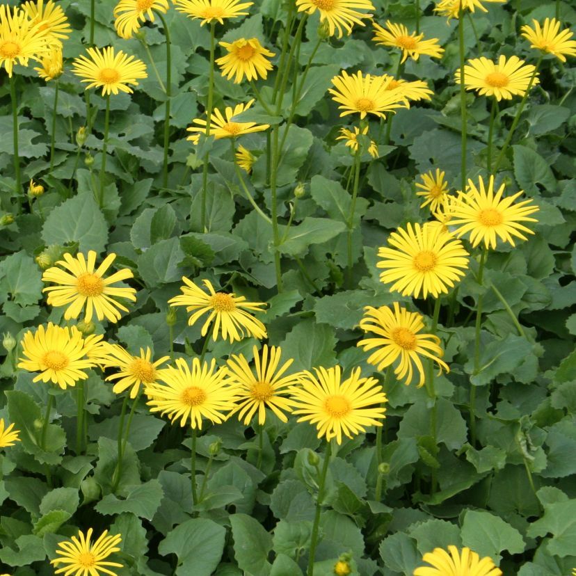 Doronicum orient. 'Leonardo'