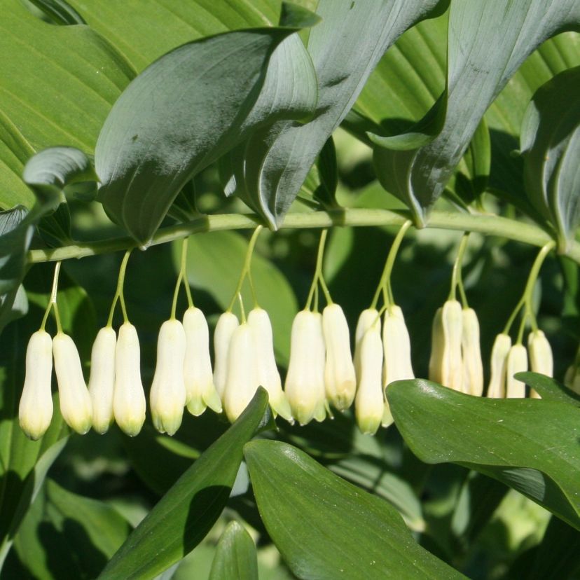 STM - Polygonatum odoratum