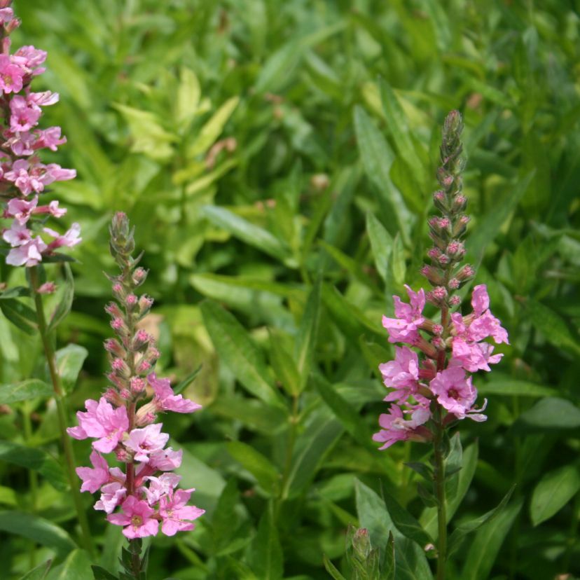 Lythrum salicaria 'Blush'