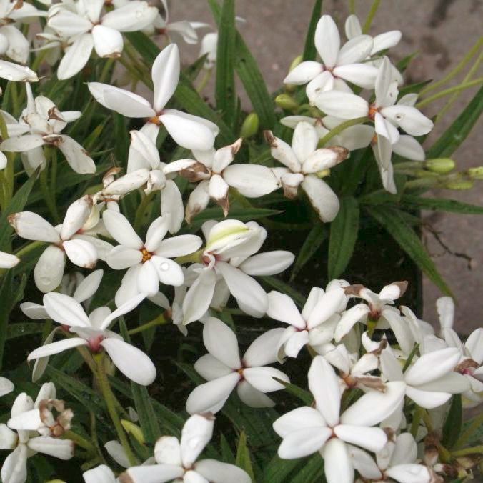 STM - Rhodohypoxis platypetala