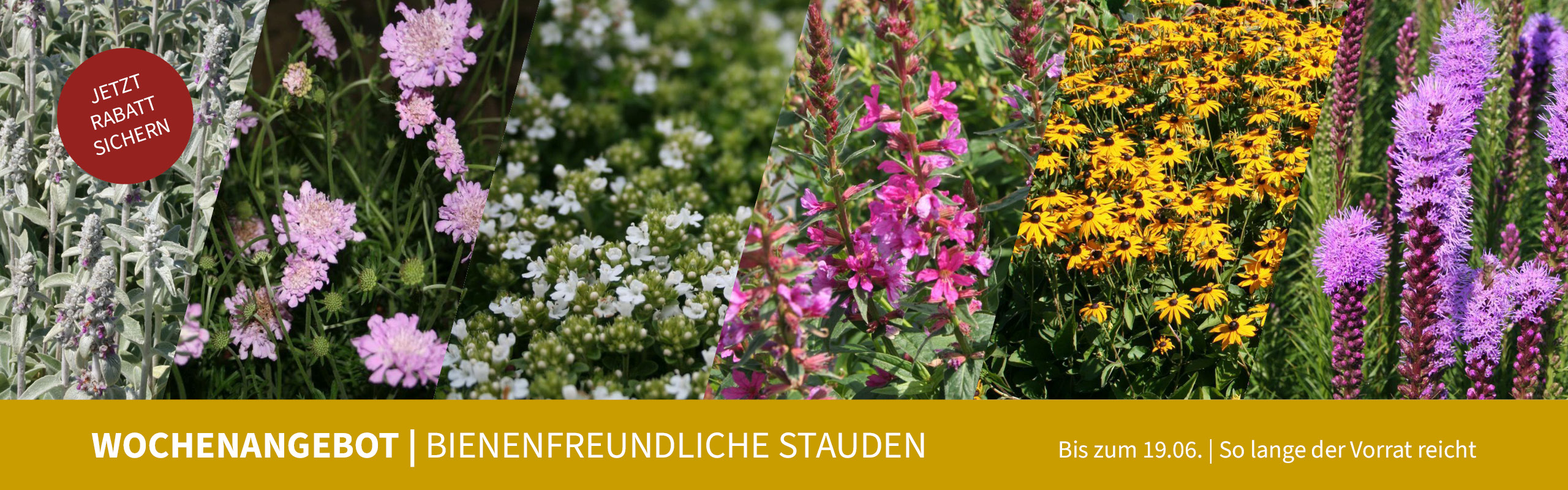 WOCHENANGEBOT | bienenfreundliche Stauden, bis zum 19.06., so lange der Vorrat reicht