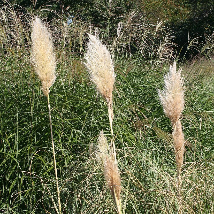 Cortaderia selloana vegetativ