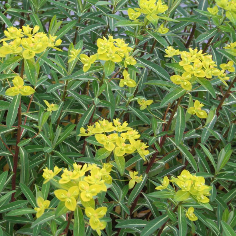 Euphorbia cornigera 'Goldener Turm'