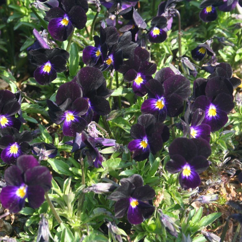 STM - Viola cornuta 'Bowles Black'