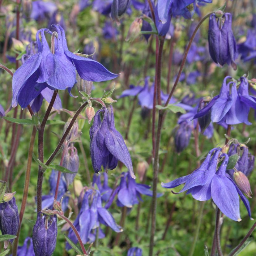 Aquilegia alpina