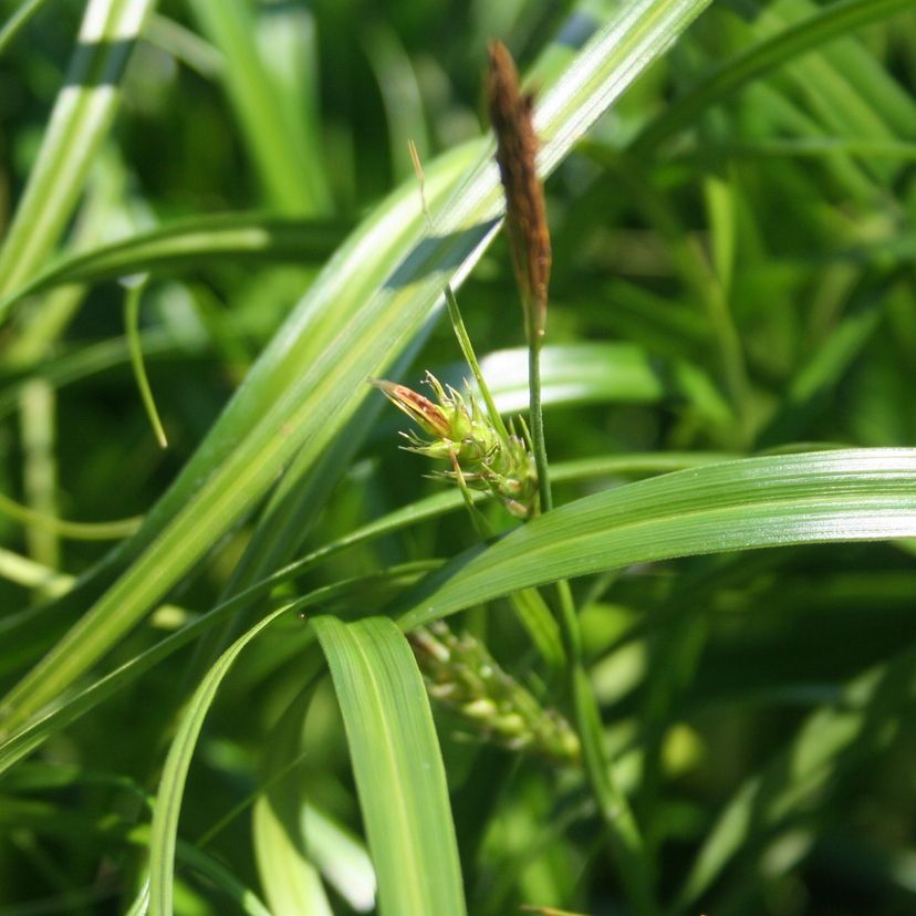 STM - Carex hybr. 'Ribbon Falls'