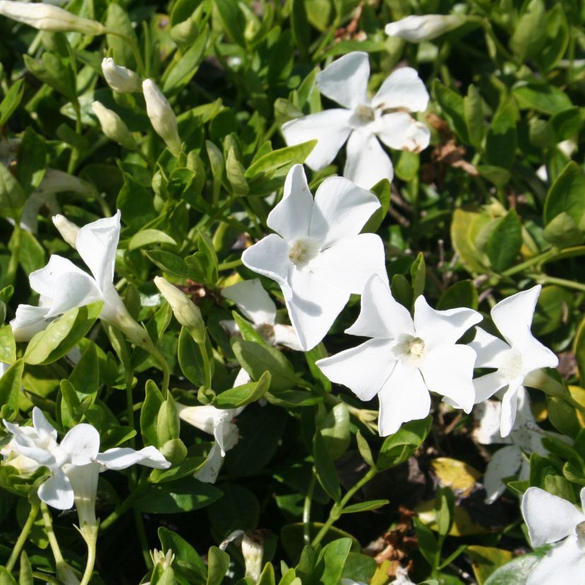 Vinca minor 'Getrude Jekyll'