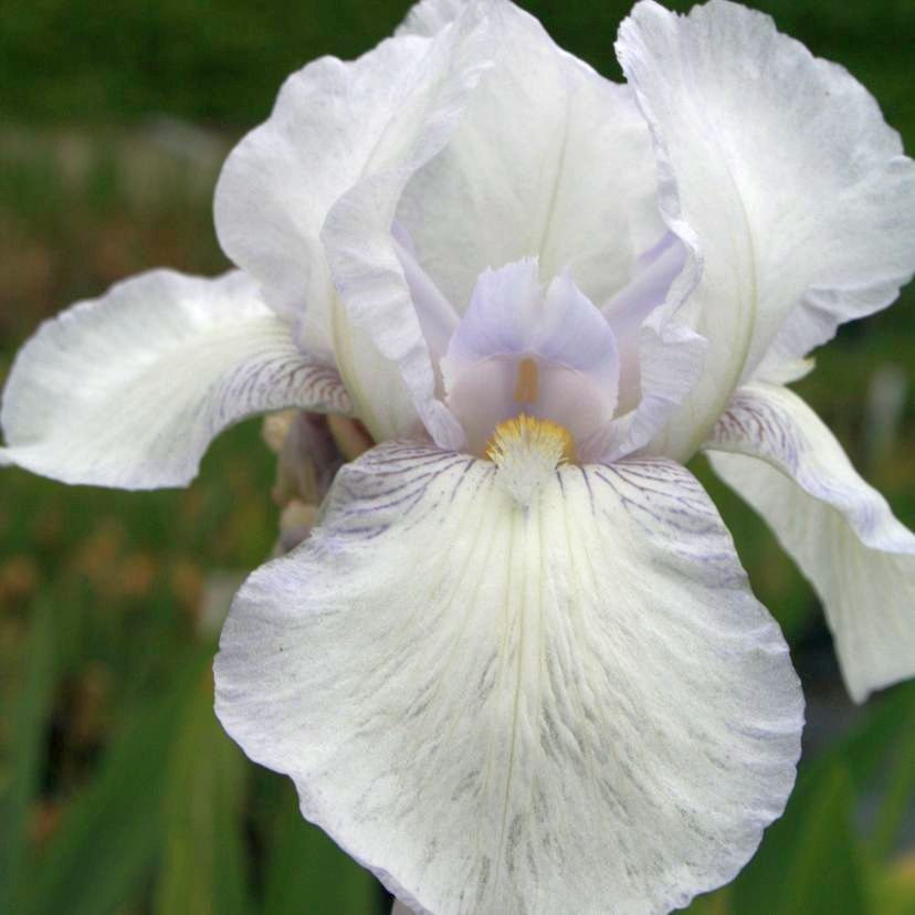 STM - Iris barb.- elat. 'English Cottage'