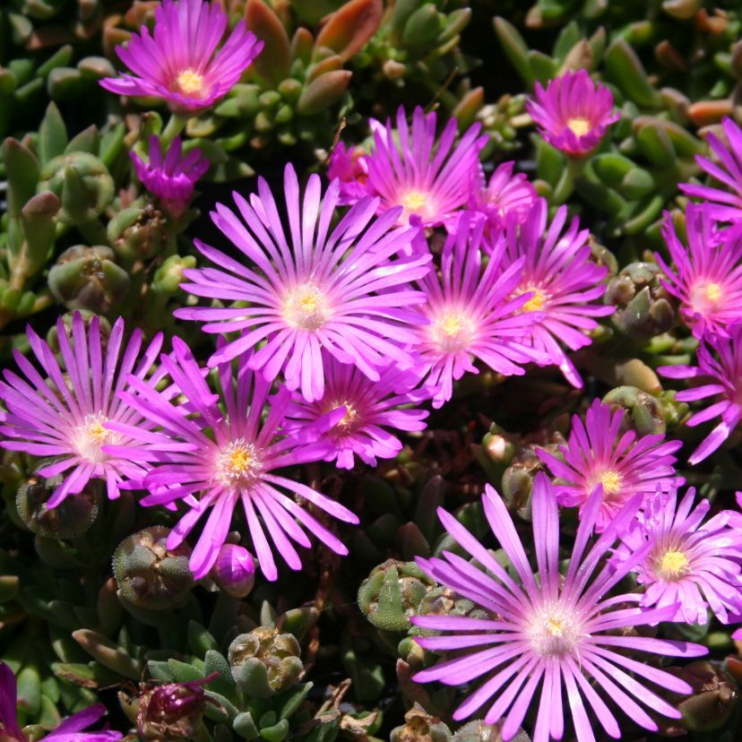 Delosperma sutherlandii