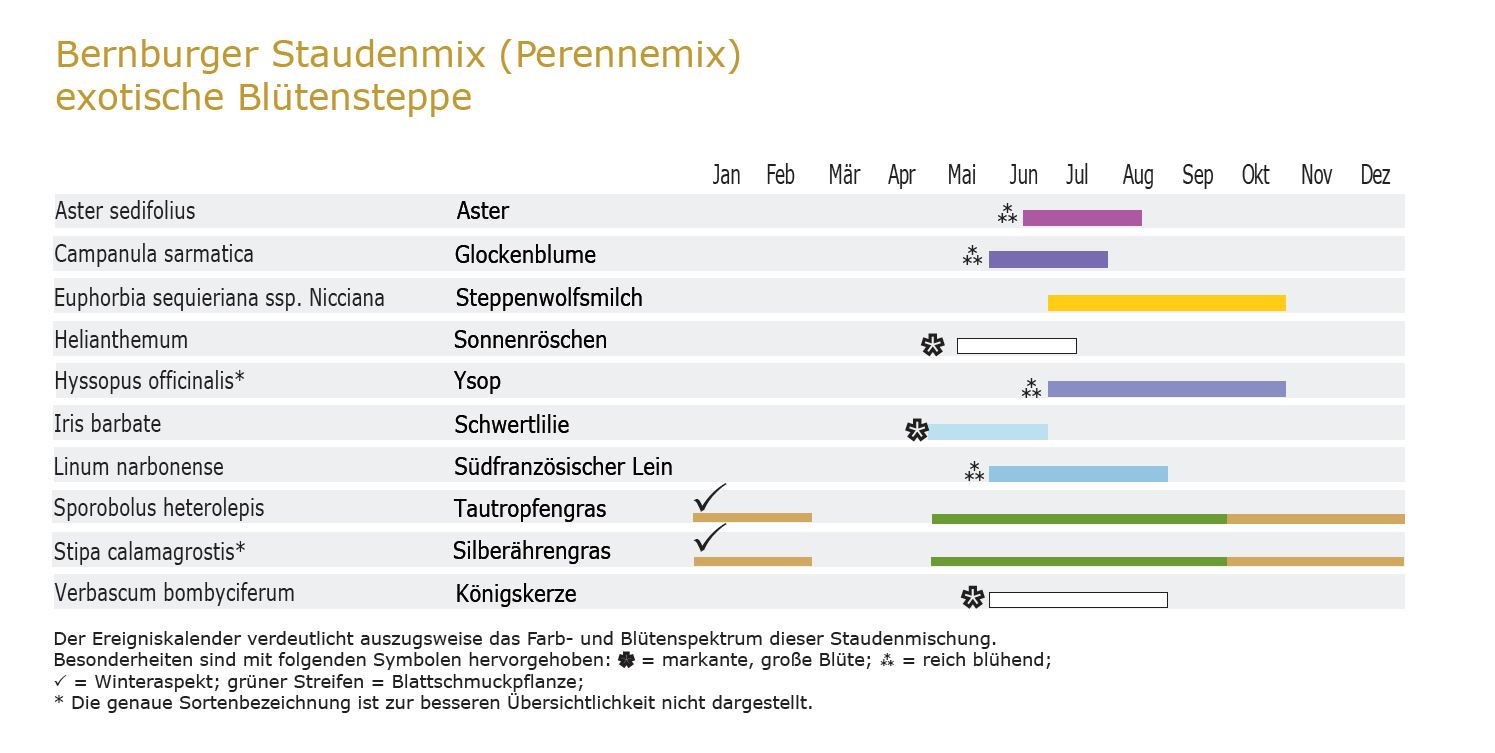 Exotische Blütensteppe - Staudenmischpflanzung als Fertigmischung vorgemischt