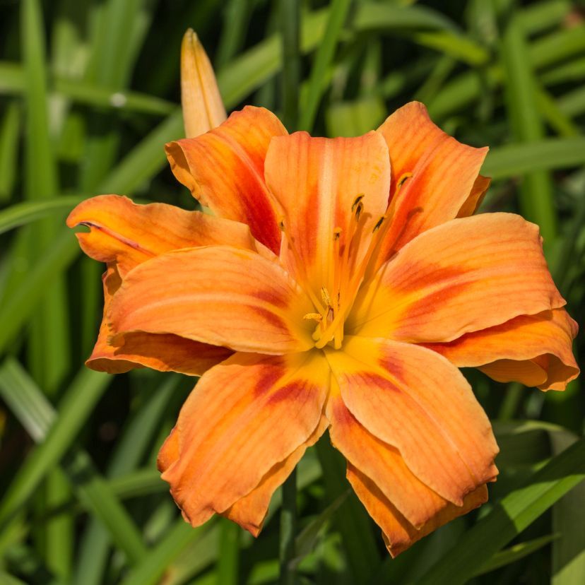 STM - Hemerocallis fulva 'Kwanso'