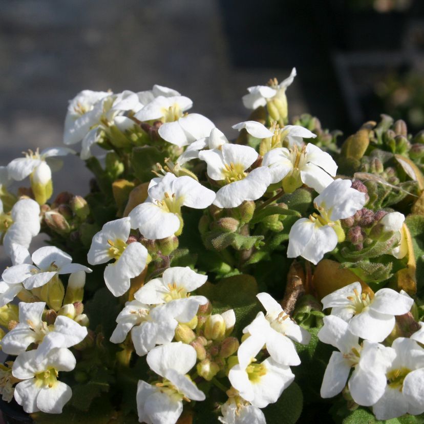 STM - Arabis caucasica weiß