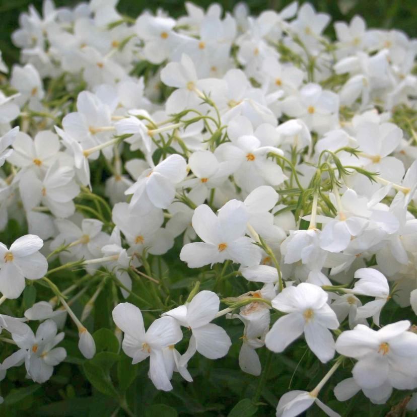 STM - Phlox stolonifera 'Alba'