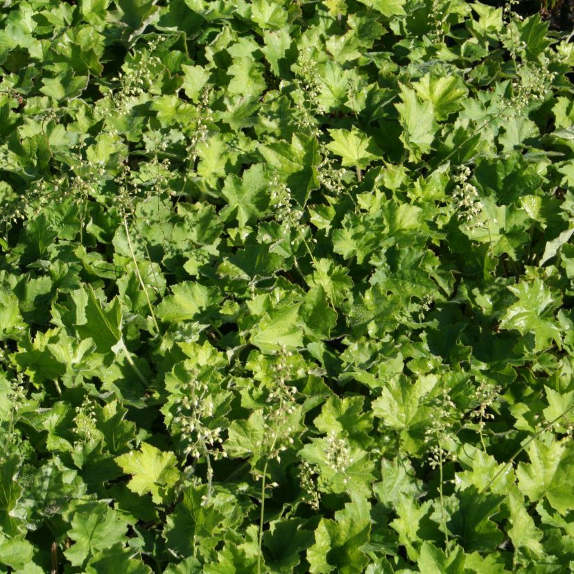 Heuchera villosa var.macrorrhiza