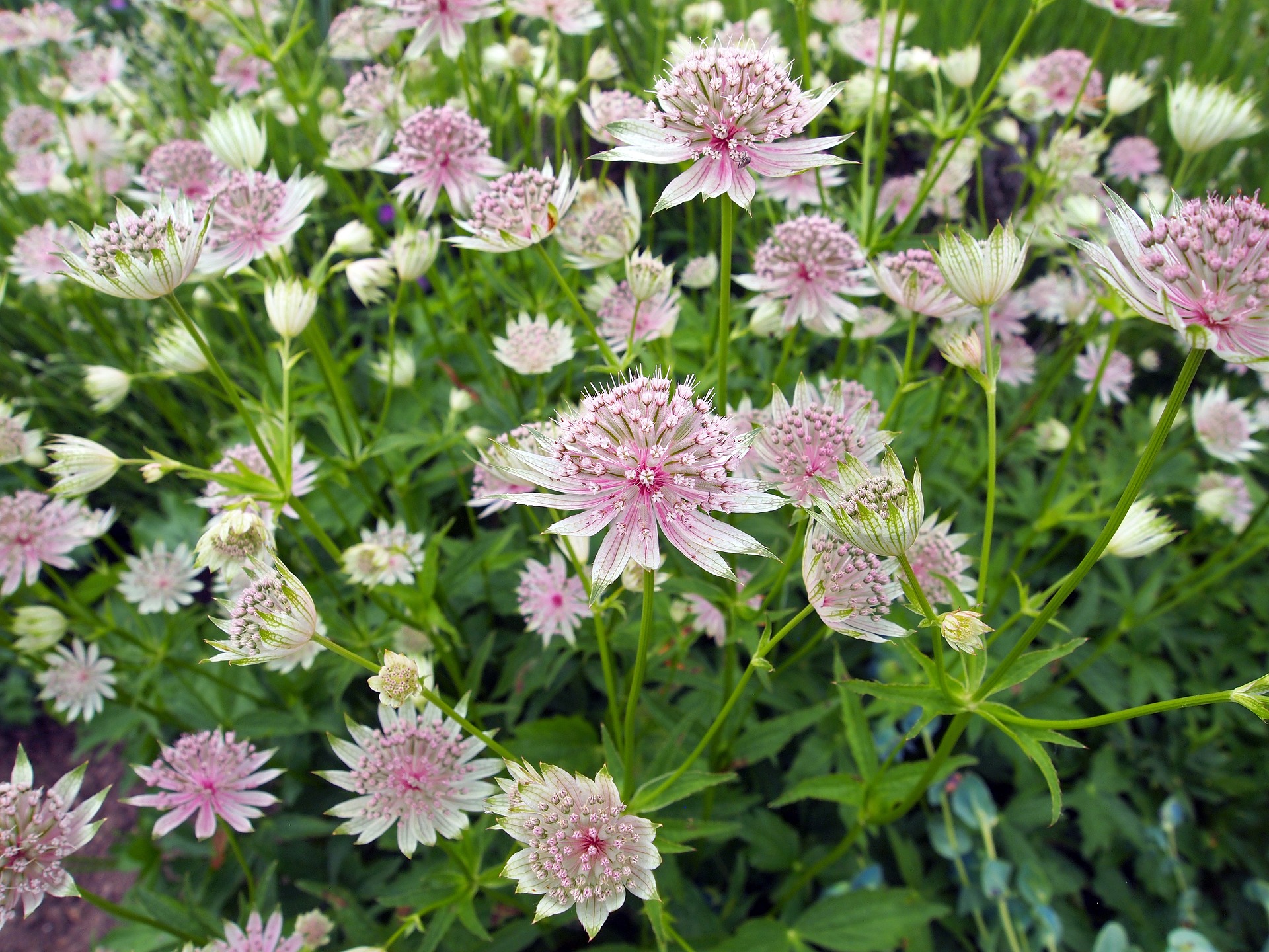 Astrantia major