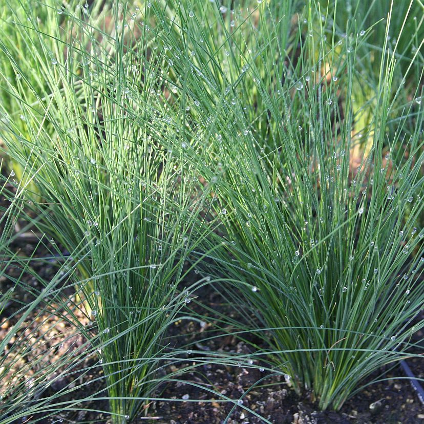 Festuca amethystina