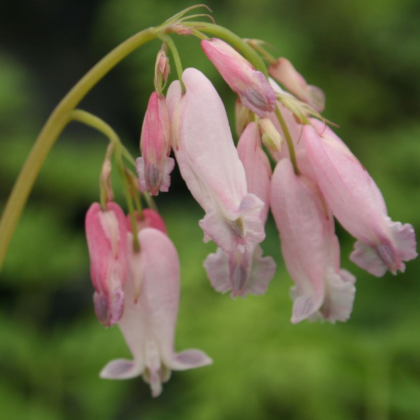 STM - Dicentra formosa