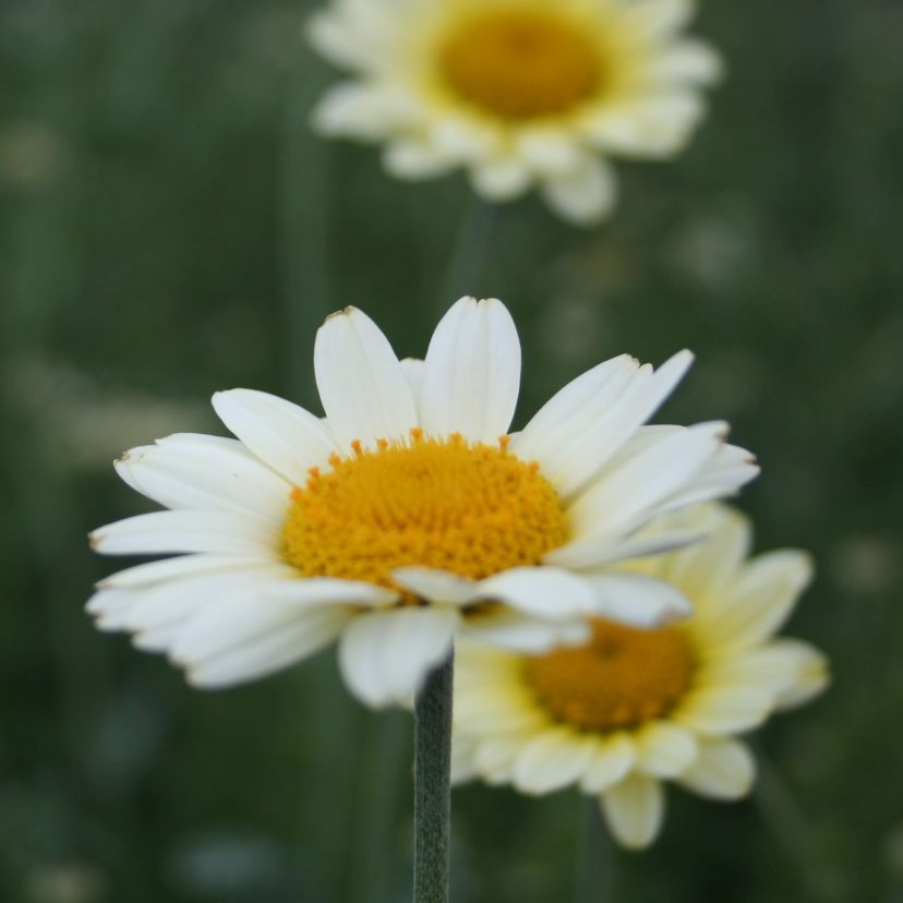Anthemis tinctoria 'Sauce Hollandaise'