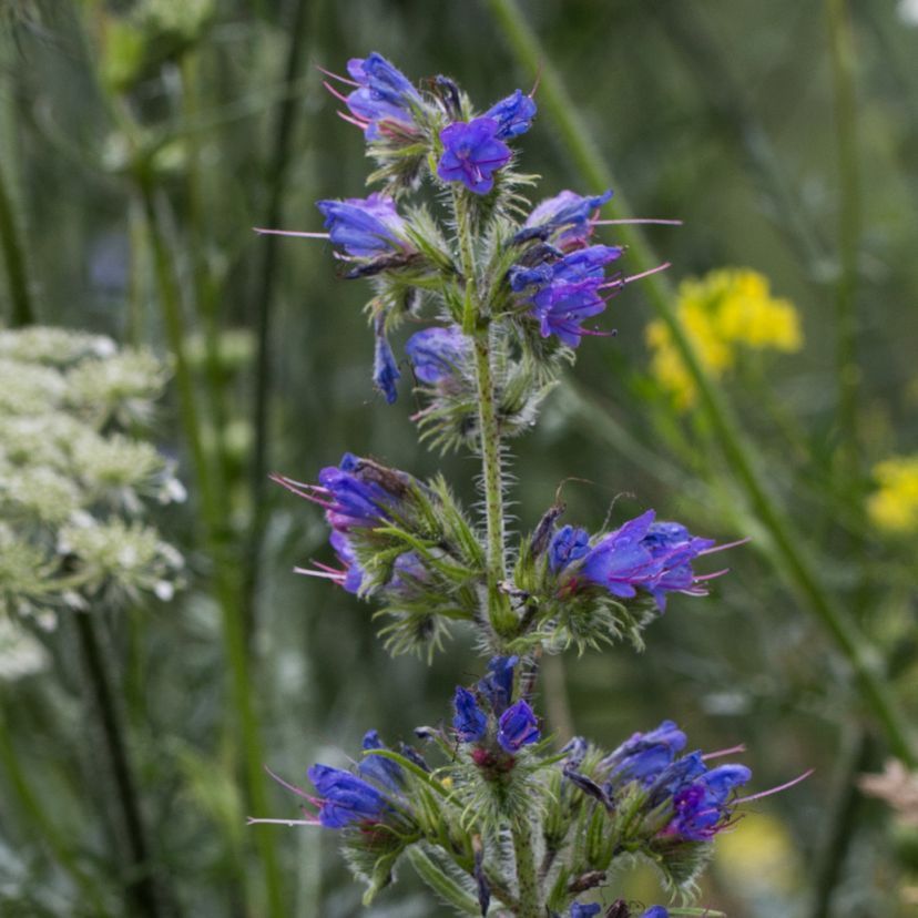 STM - Echium vulgare