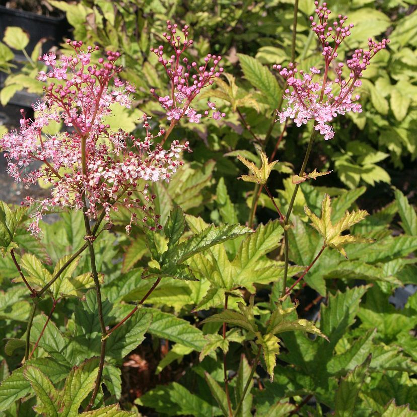 STM - Filipendula rubra 'Venusta'