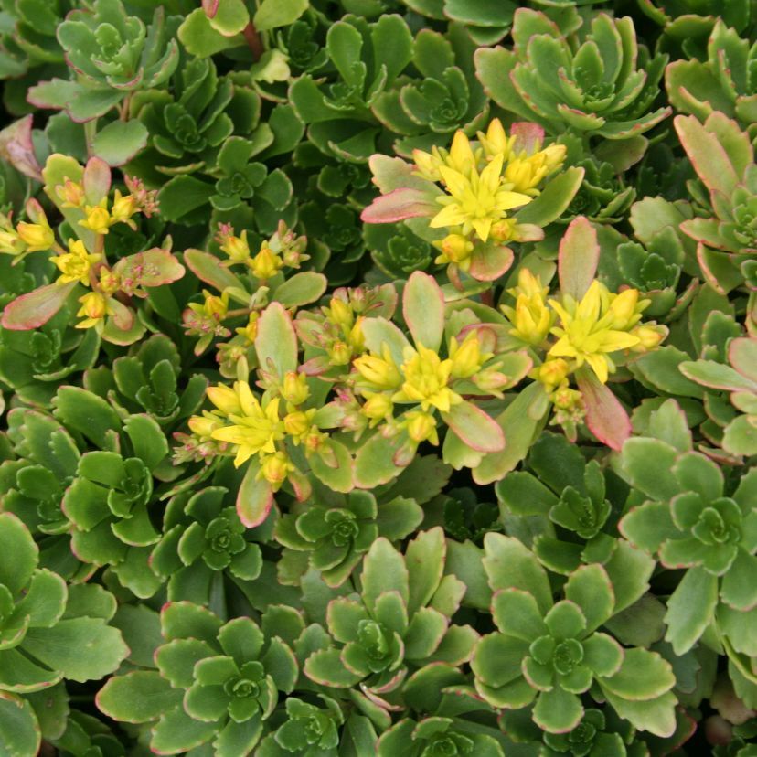 Sedum hybridum 'Immergrünchen'