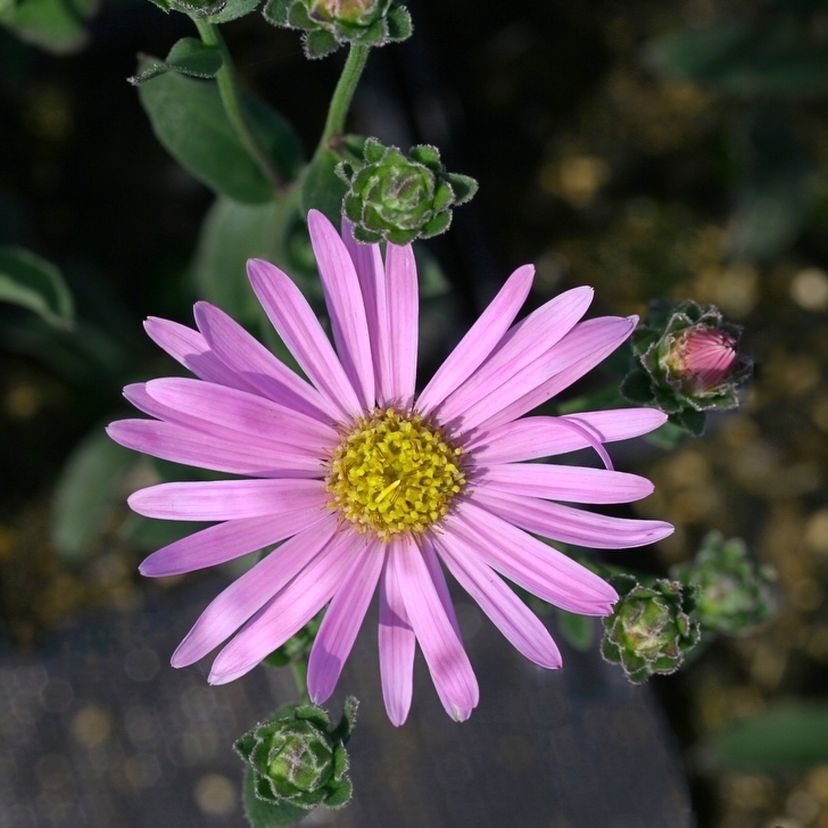 Aster amellus 'Rosa Erfüllung'