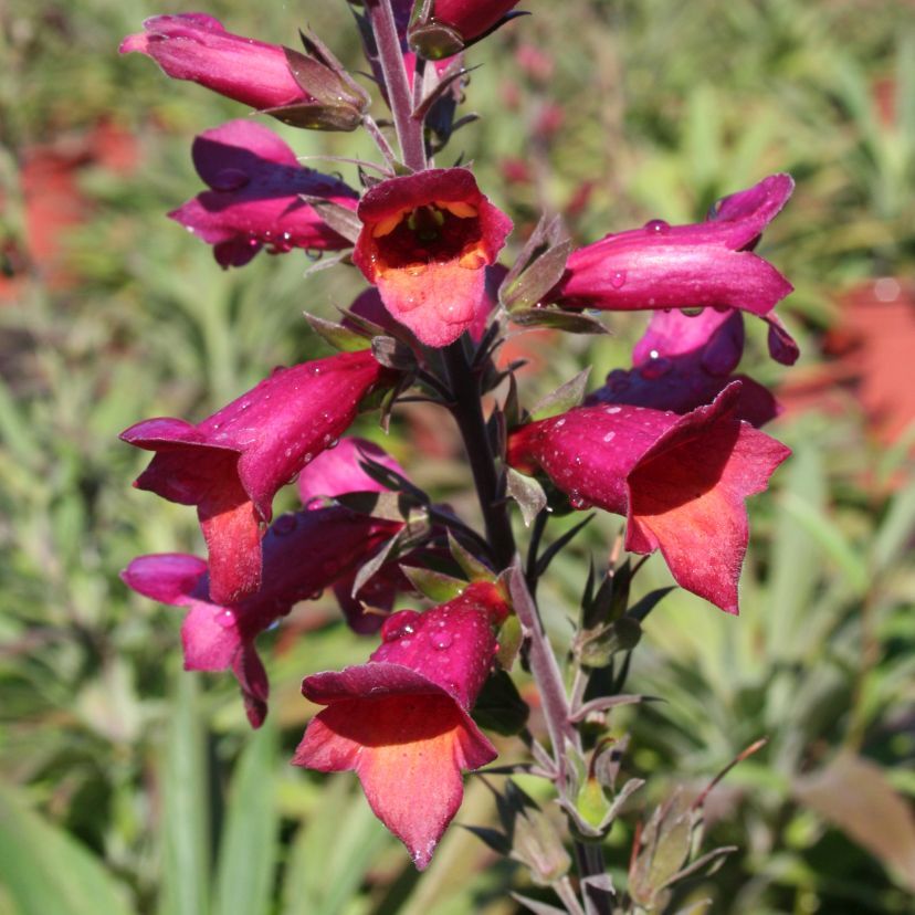 STM - Digitalis purp. 'Illumination Raspberry'