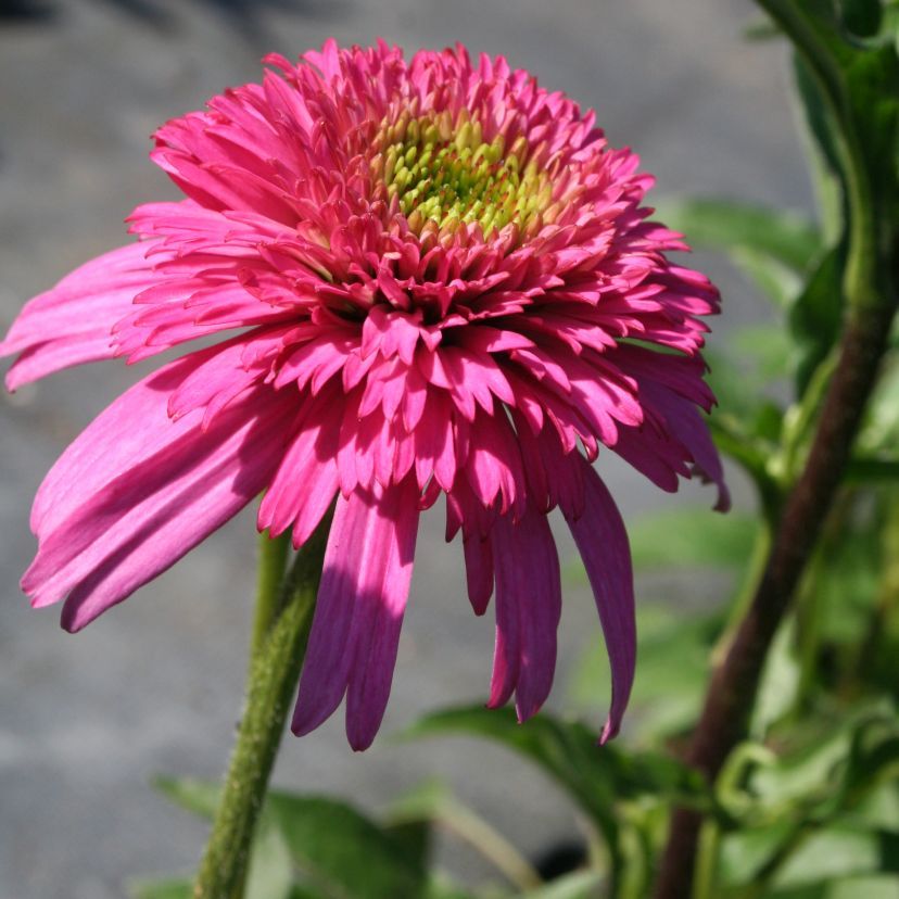 STM - Echinacea purp. 'Piccolino'