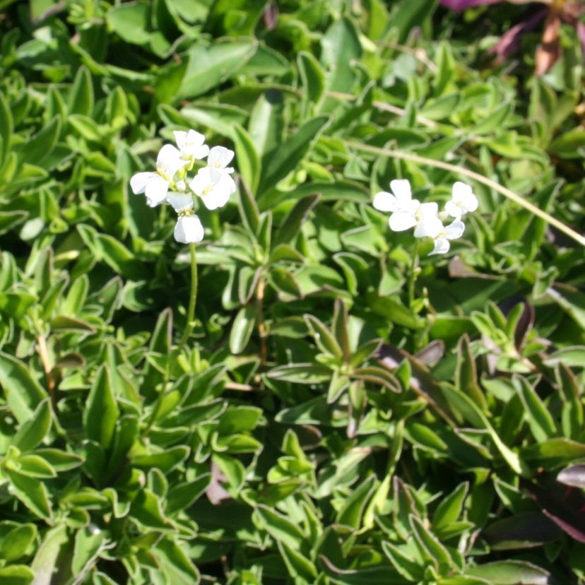 STM - Arabis procurrens 'Filigran'