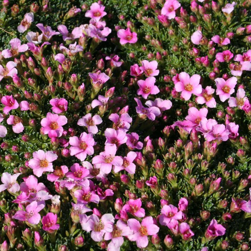 Saxifraga lilacina