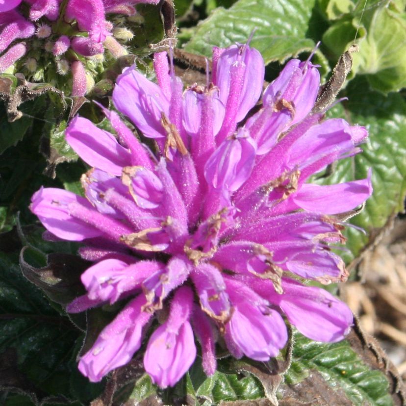 Monarda x hybr. 'Petite Delight'