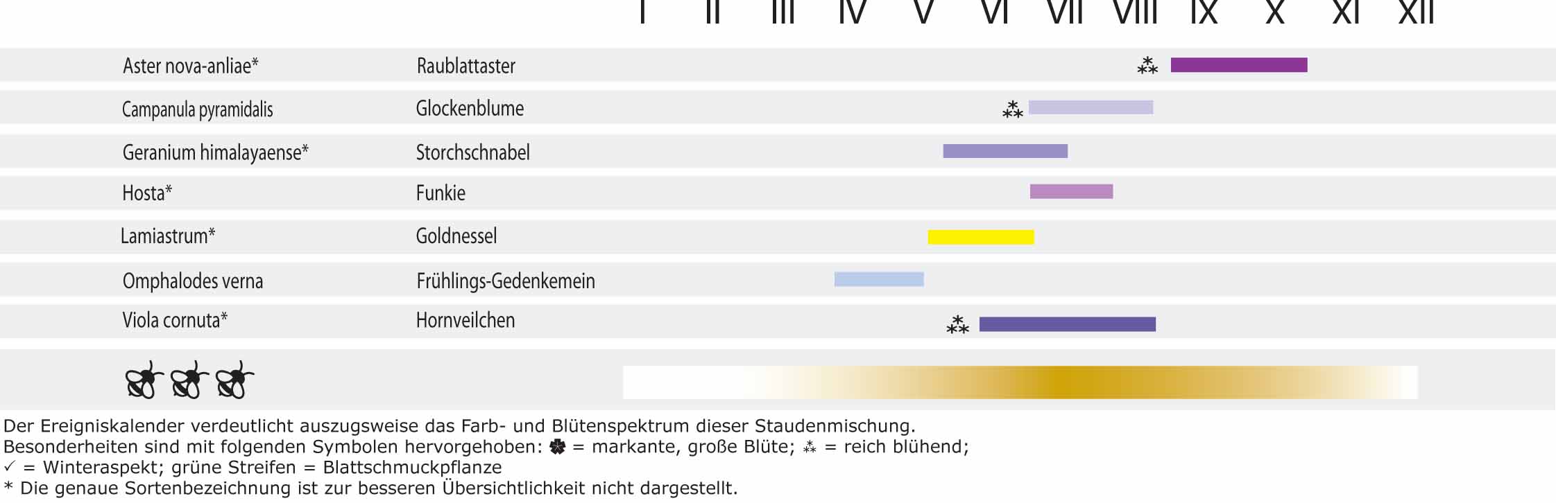 Essbare Blüten gelb-blau - Dresdner essbare Staudenmischung
