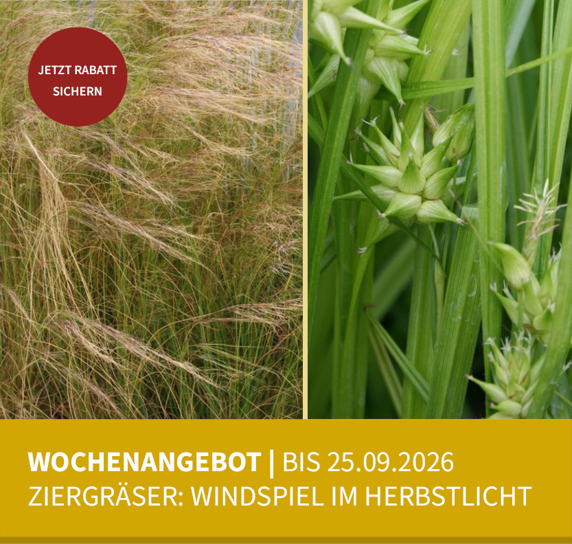 Wochenangebot | Ziergräser: Windspiel im Herbstlicht |  Bis zum 25.09. & nur solange der Vorrat reicht