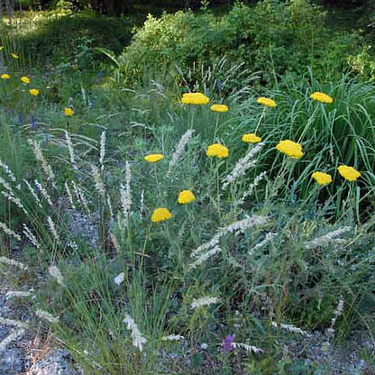 Blütensteppe blau-weiß-gelb - Staudenmischpflanzung als Fertigmischung vorgemischt