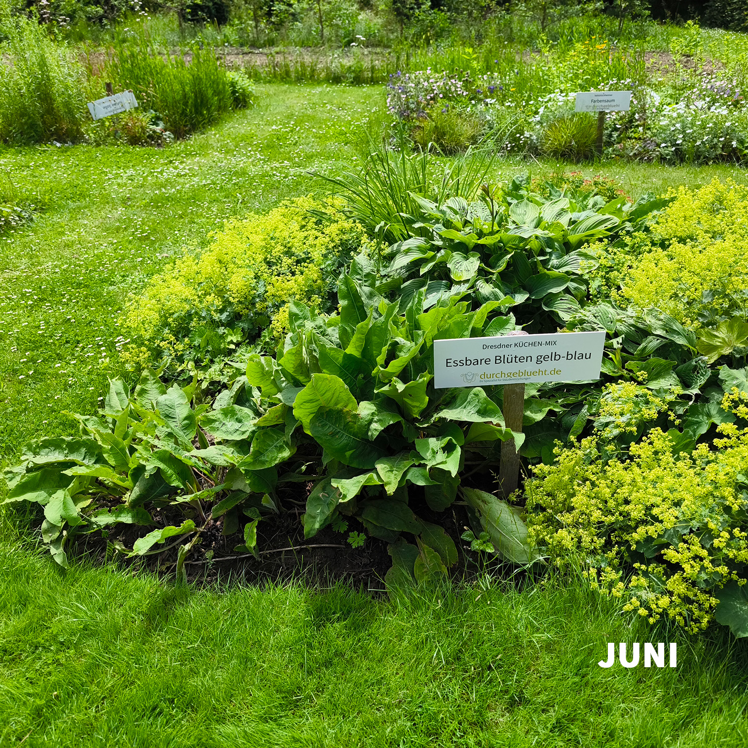 Essbare Blüten gelb-blau - Dresdner essbare Staudenmischung