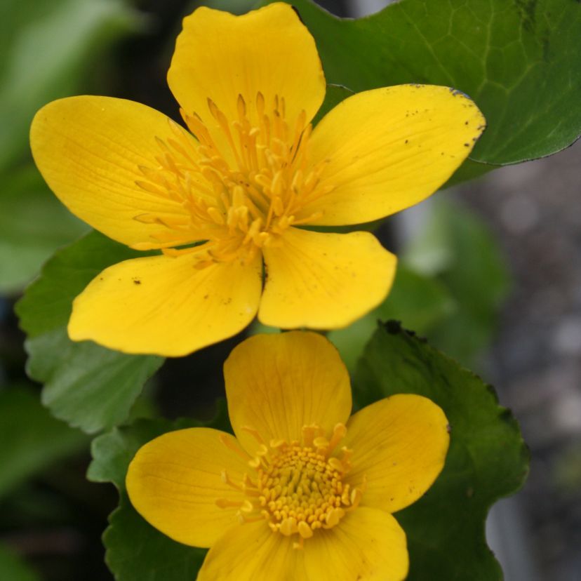 Caltha palustris