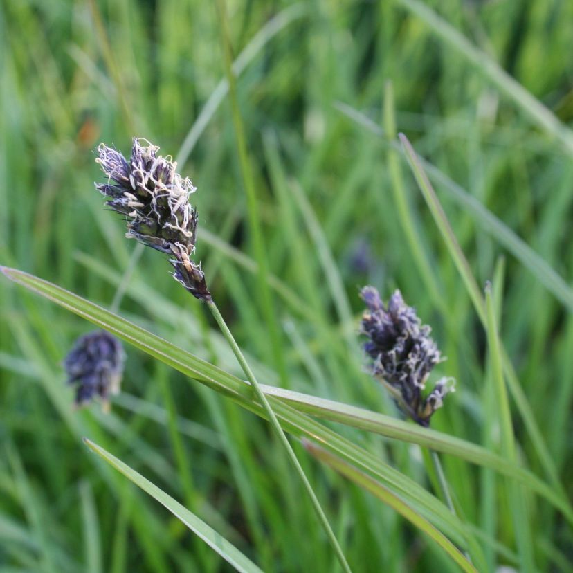 Sesleria heuffeliana