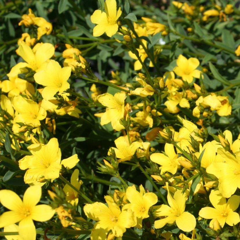 Linum flavum 'Compactum'