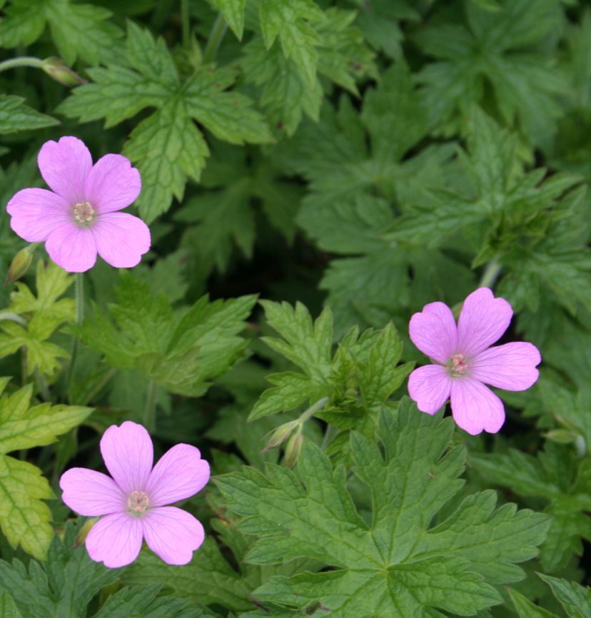 Geranium endressii