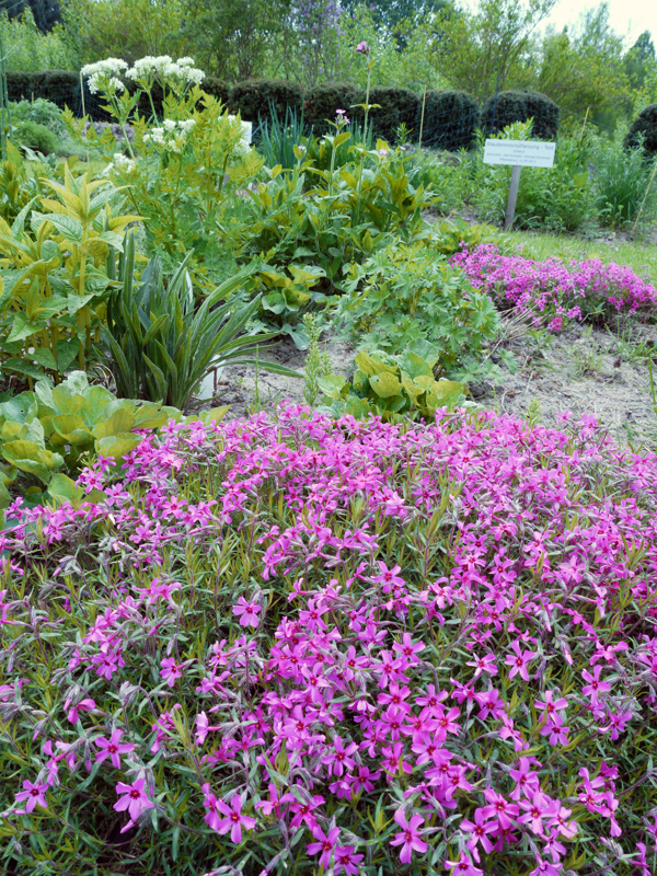 Essbare Blüten blau-weiss-rot - Dresdner essbare Staudenmischung