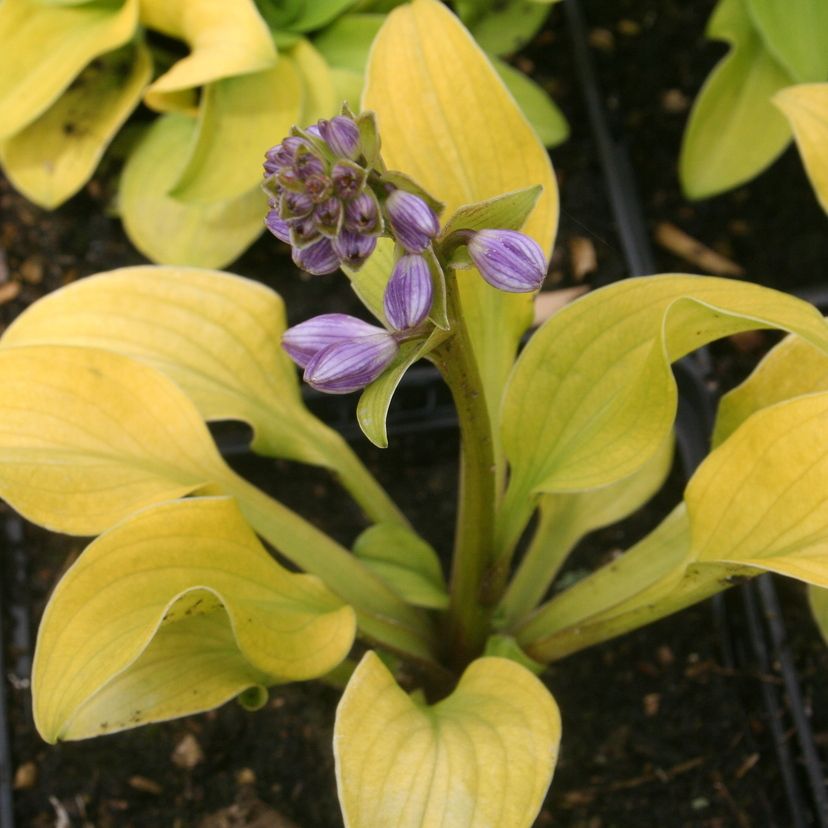 STM - Hosta hybr. 'School Mouse'