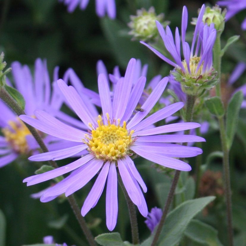 Aster amellus 'Sternkugel'