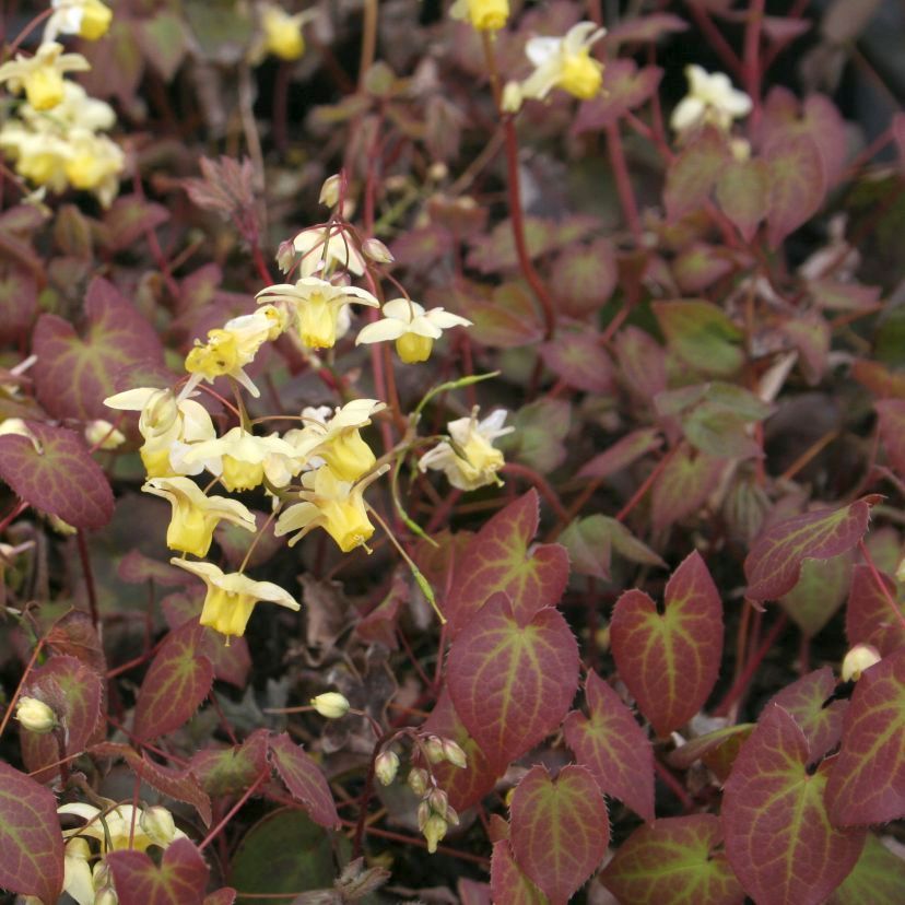 Epimedium versicol. 'Sulphureum'