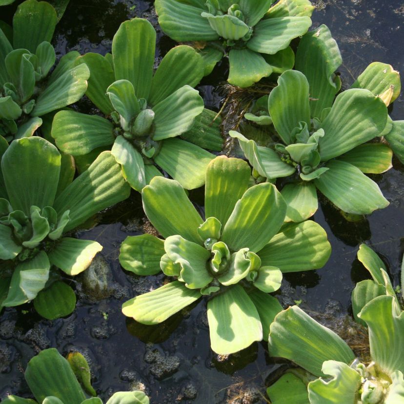 STM - Pistia stratiotes