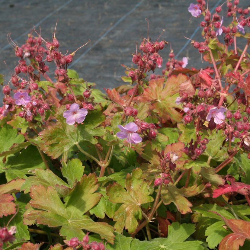 STM - Geranium macr. 'Ingwersen Variety'