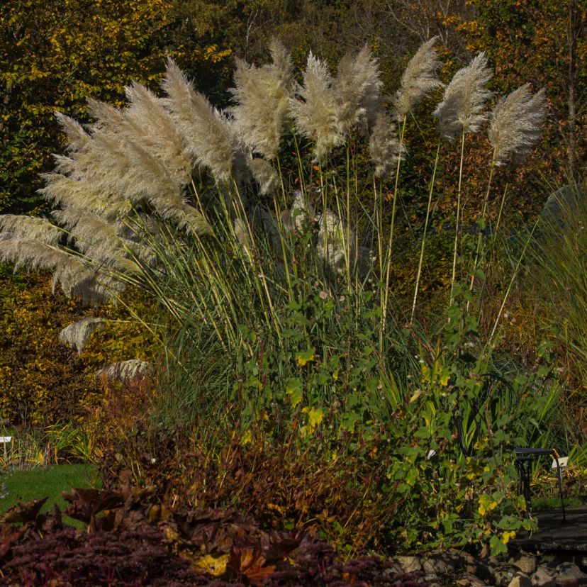 STM - Cortaderia selloana