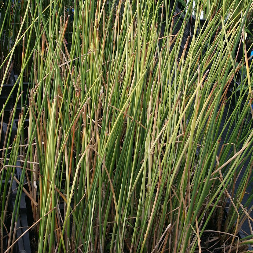 STM - Scirpus lacustris 'Albescens'
