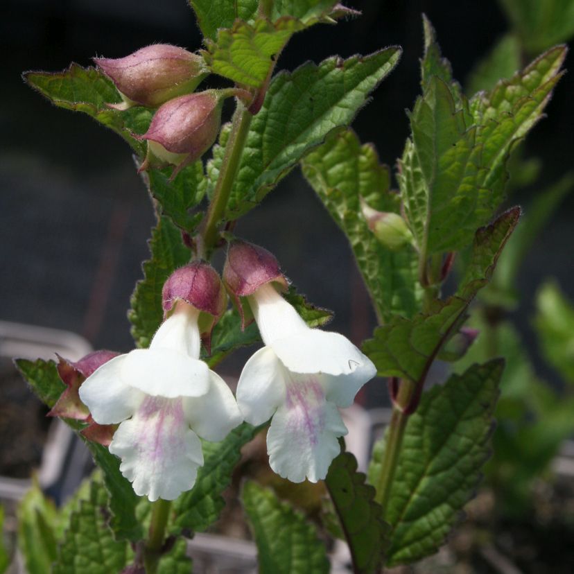 STM - Melittis melissophyllum 'Alba'